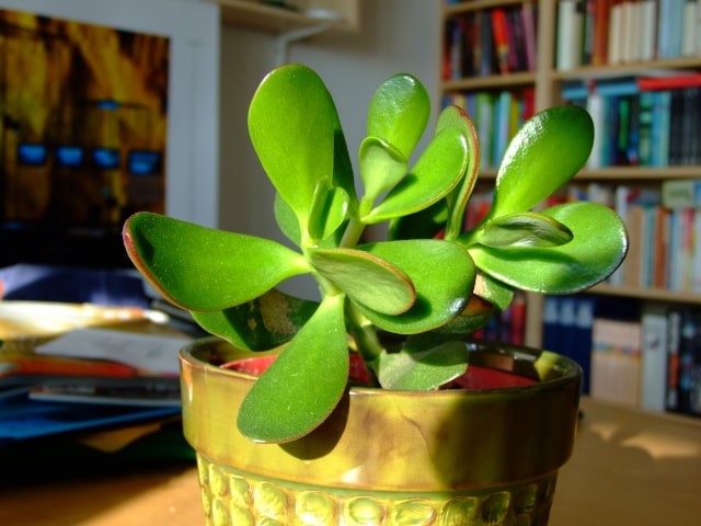 Preventing And Treating Common Pests And Diseases In Jade Plants