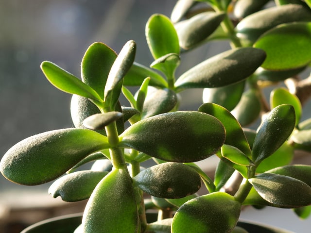 Jade Plant Fertilizer