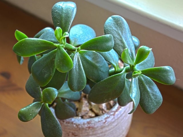 Jade Plant Growing