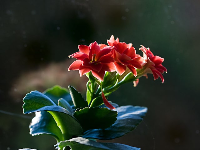 Kalanchoe Flowering