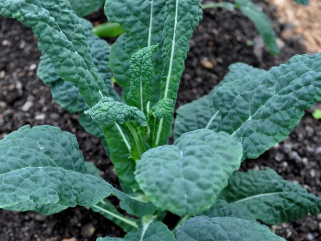 Kale Grow