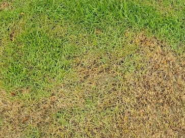 Lawn Over-Fertilized