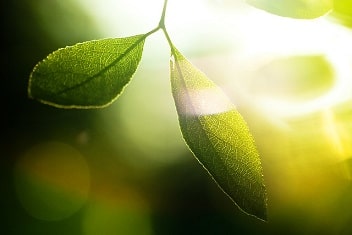 Leaf Sunlight