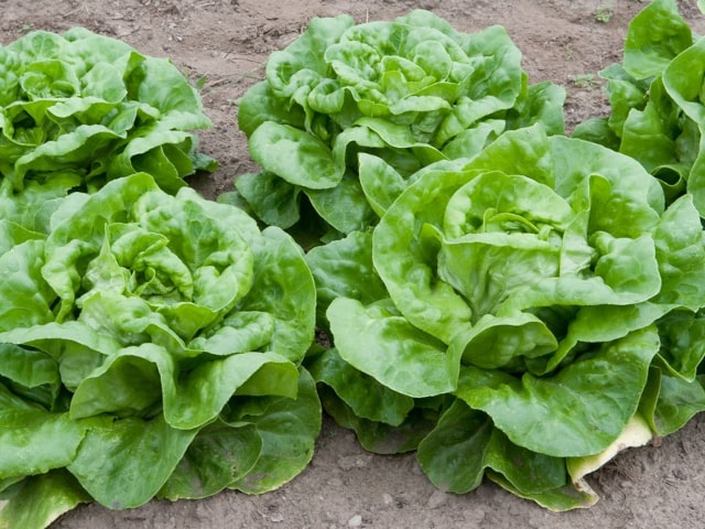Lettuce Growing