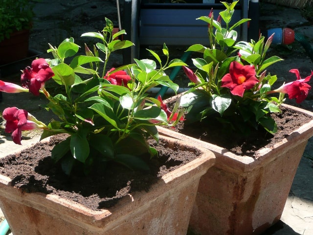 Mandevilla Plant Care