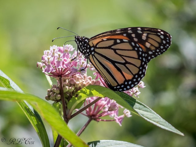 Monarch Butterflies With Milkweed