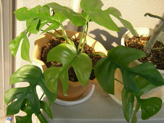 Monstera Plant Repotting