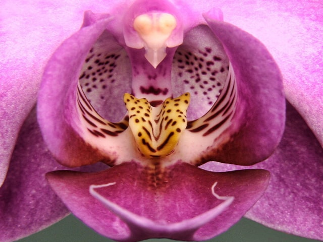 Moth Orchid Care