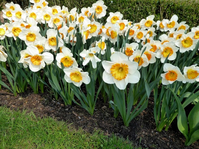 Narcissus Poisonous Plants