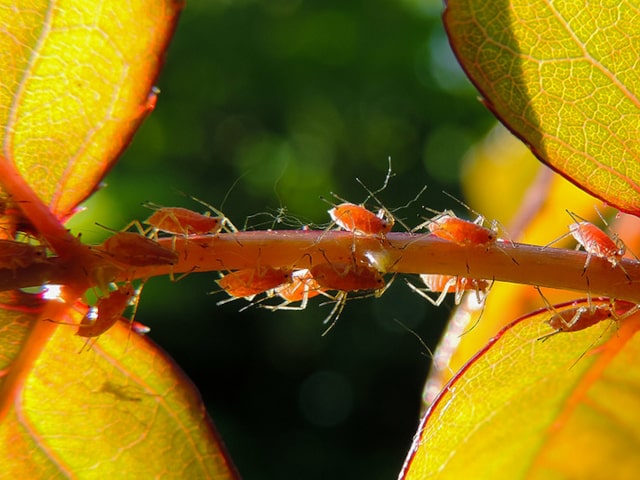 Natural Garden Pest Control Aphids