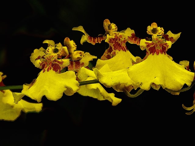 Oncidium Orchid Dancing Ladies