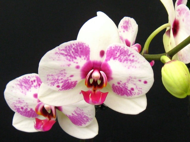 Orchid Care Glossary