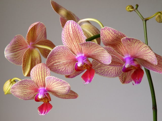 Orchid Tips