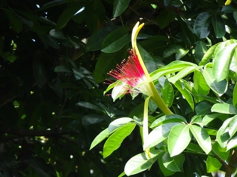 Pachira Aquatica Flower