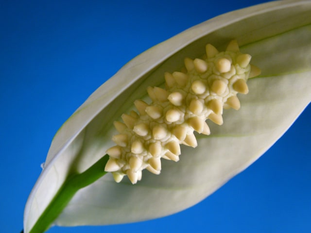 Peace Lily Flowering