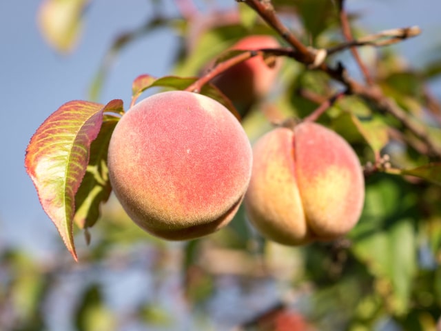 Peach Tree Pruning