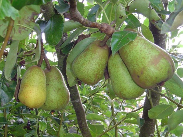 Pear Fruit Tree
