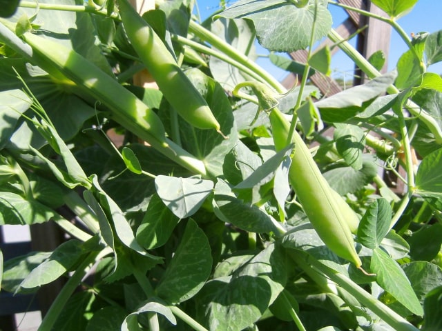Peas Nutritious Vegetables