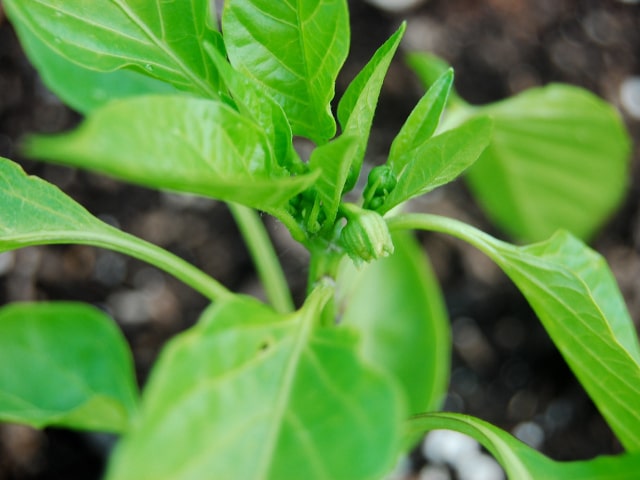 Pepper Plant Blooming