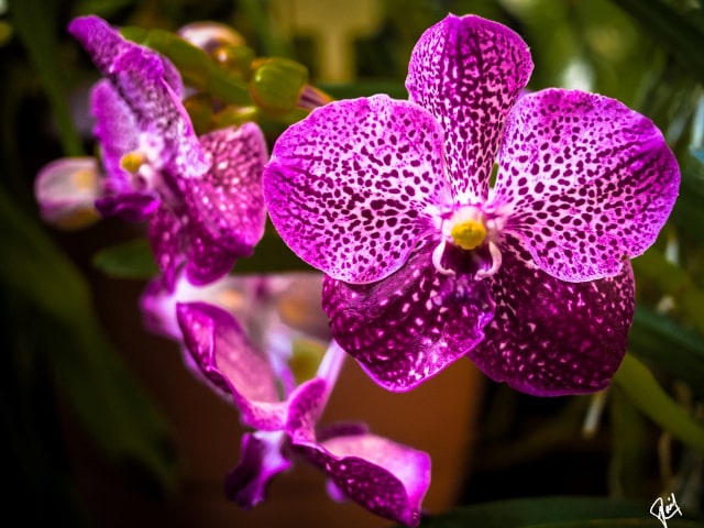 Phalaenopsis Orchid Pruning