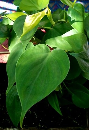 Philodendron in Balcony