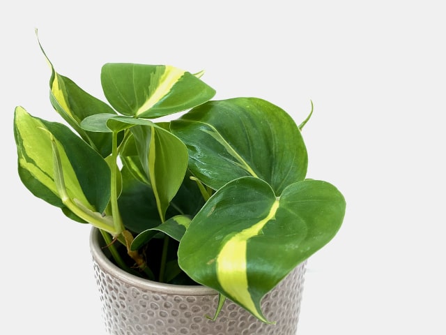 Philodendron Plant Repotting