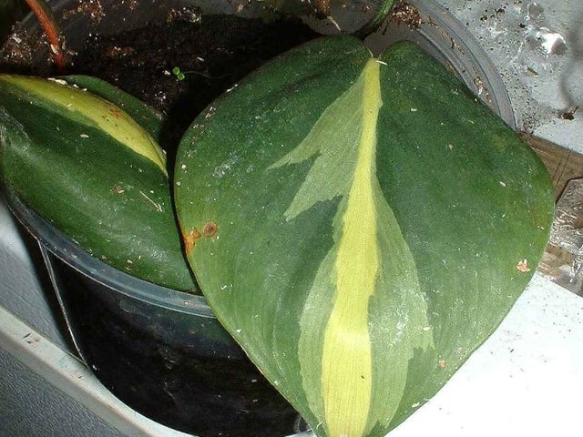 Philodendron Propagate