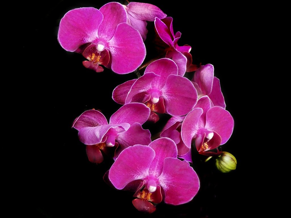 Pollinate Phalaenopsis Orchids