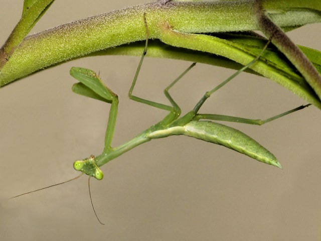 Deadly Praying Mantis Love The Praying Mantis A Gardener S Friend Sunday Gardener,Origami For Beginners Animals