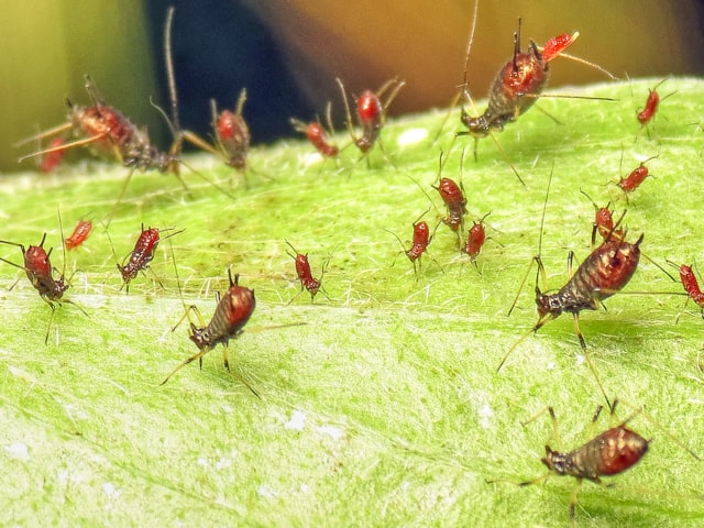Preventing Garden Pests Aphids