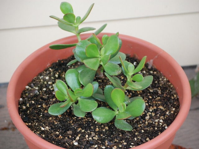 Propagate Jade Plant
