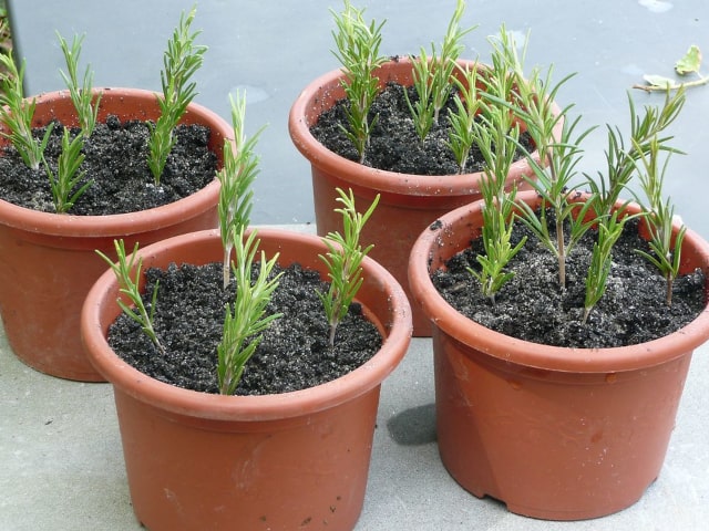 Propagate Rosemary From Cuttings