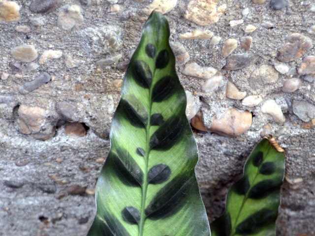 Rattlesnake Plant Leaves Curling