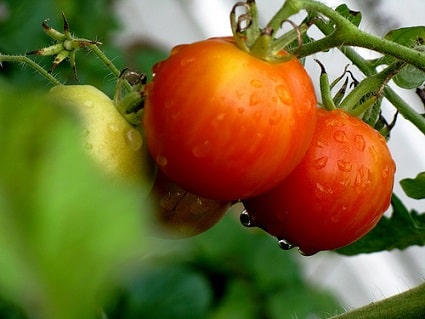 Ripen Green Tomatoes