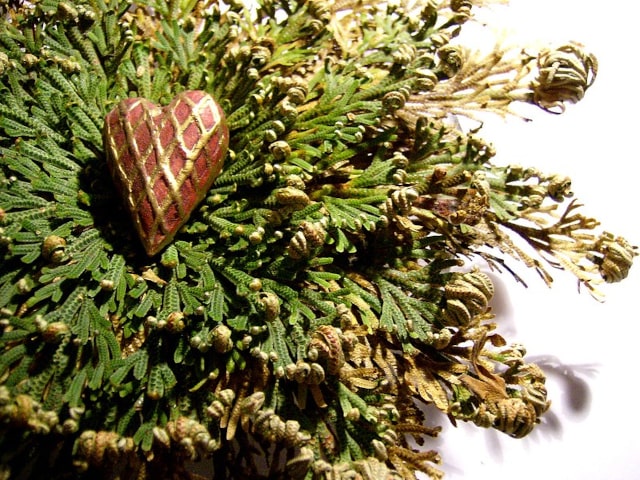 Rose Of Jericho Care