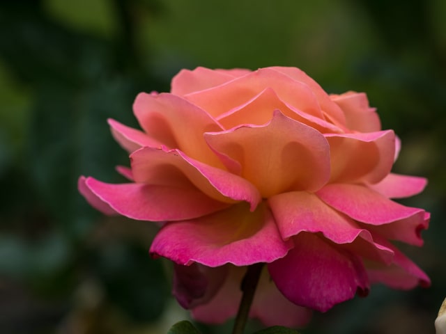 Rose Plant Flowering