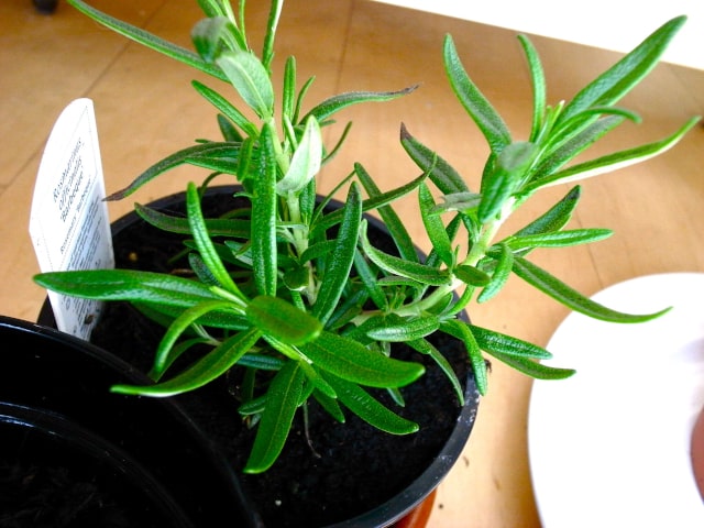 Rosemary For Air Purification