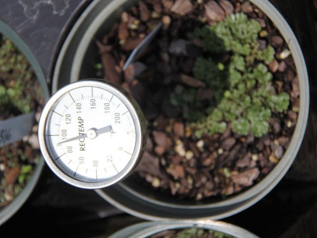 Soil Temperature For Plants