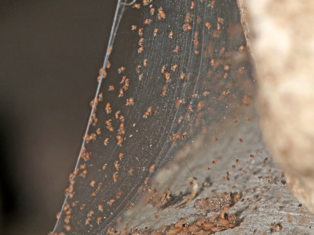 Spider Mite Nest