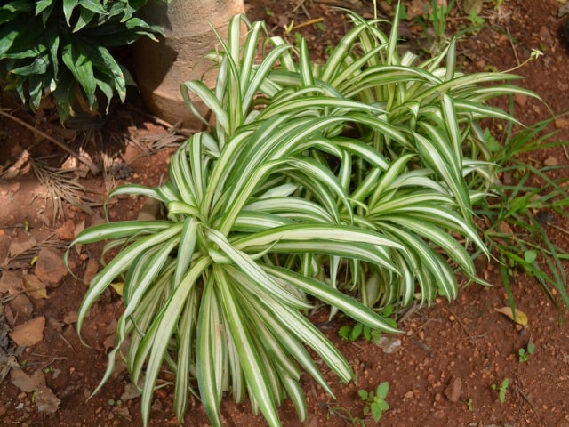 Spider Plant Outdoors - Sunday Gardener