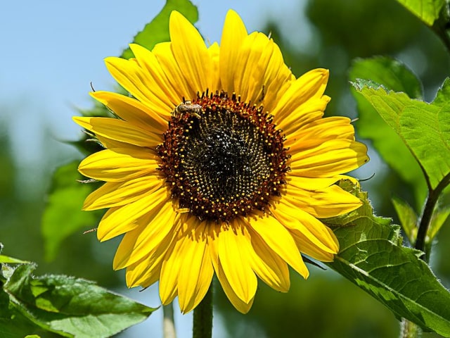 Sunflower Edible
