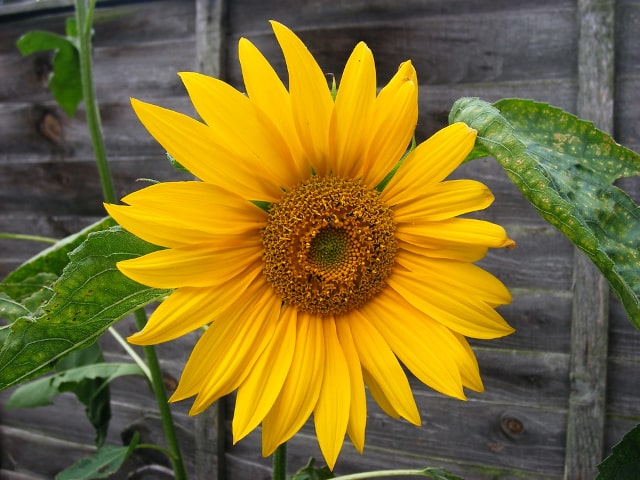 Sunflowers Uses
