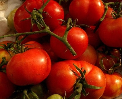 Tomato Crops