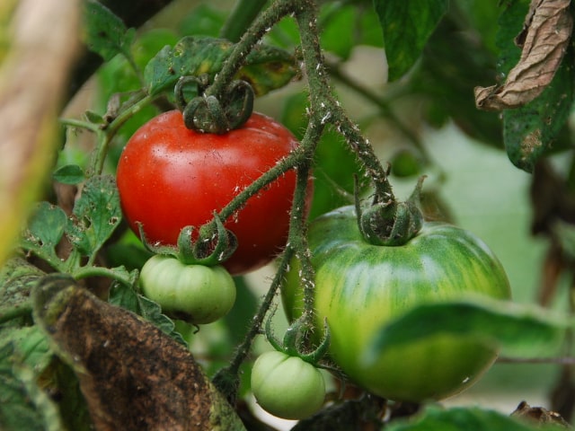 Tomato Fertilizer Organic Matter