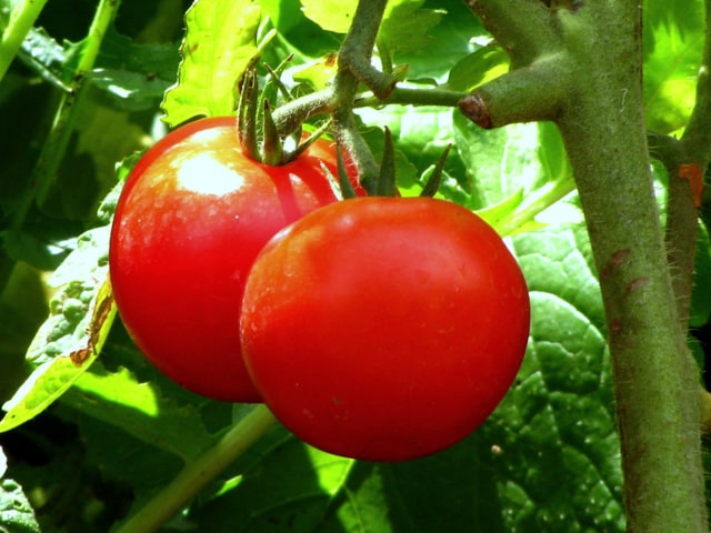 Tomato Growing Essentials