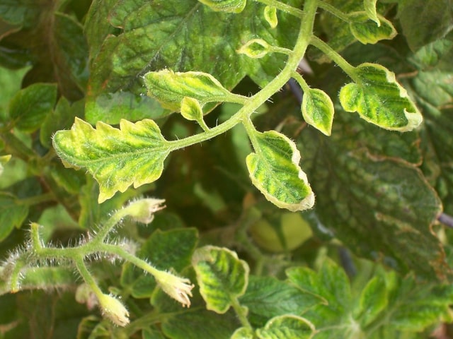 Tomato Plant Problem Yellow Leaves