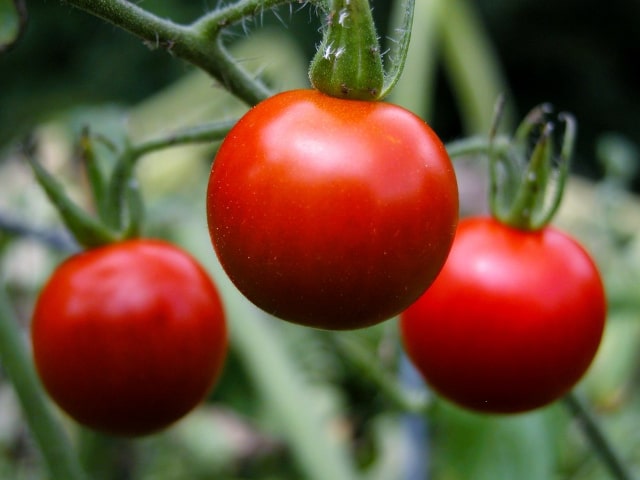 Tomato Planting Growing
