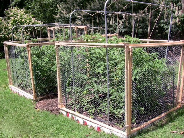 Tomato Watering System