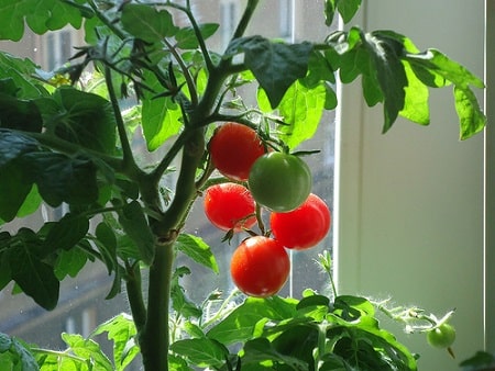 Tomatoes Indoors