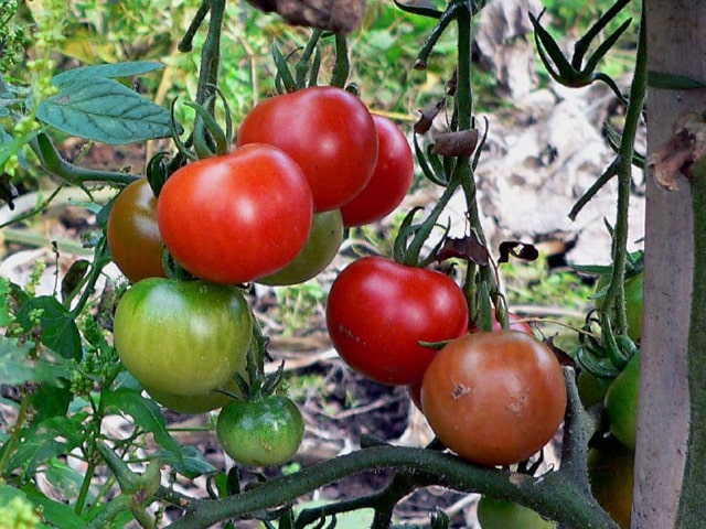 Tomatoes Mature